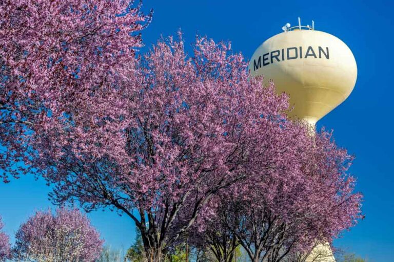 Pink flowering trees and water tower in Meridian, Idaho